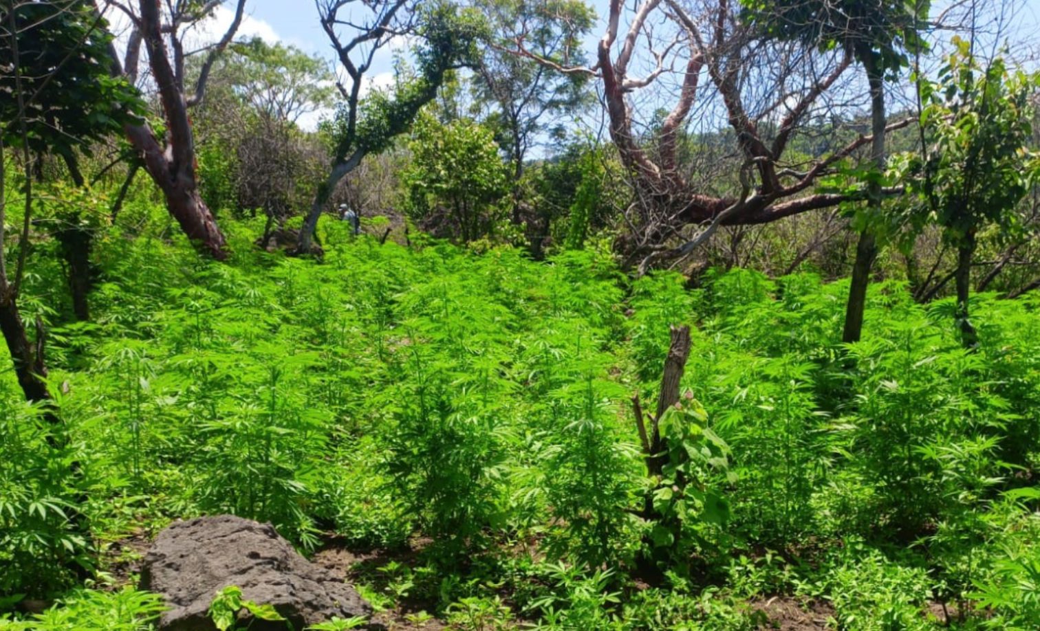Destruye la GN tres plantíos de mariguana en Jalisco